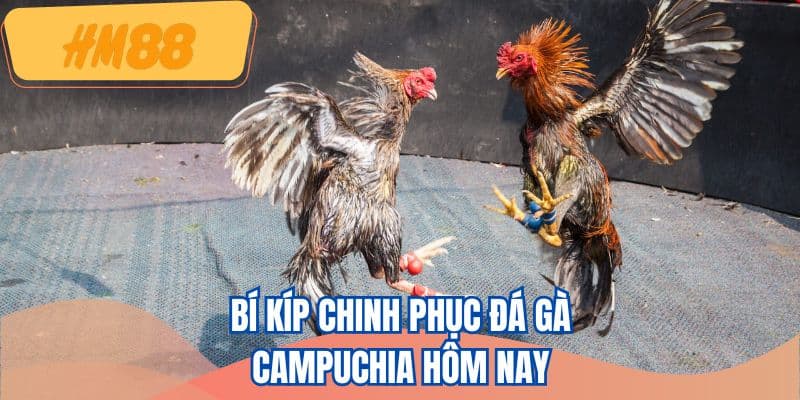 Bí kíp chinh phục đá gà Campuchia hôm nay