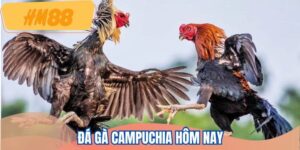 da-ga-campuchia-hom-nay