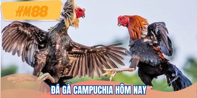 da-ga-campuchia-hom-nay