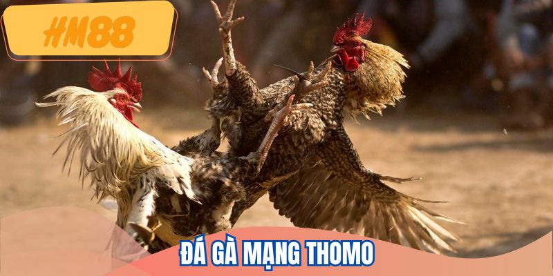 da-ga-mang-thomo