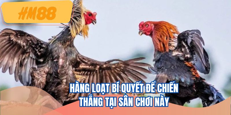 Hàng loạt bí quyết để chiến thắng tại sân chơi này