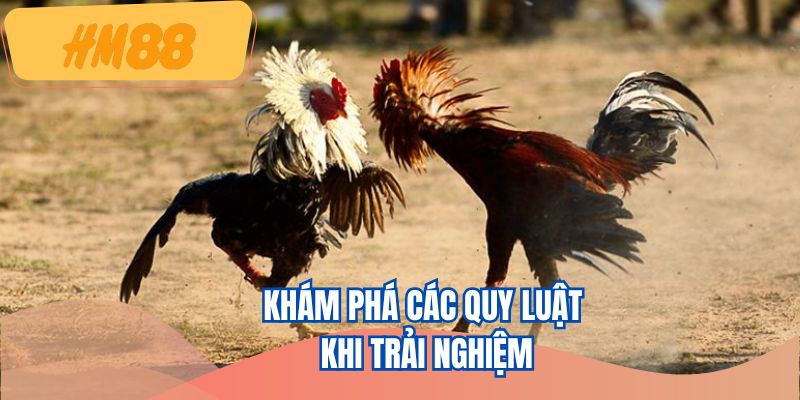 Khám phá các quy luật khi trải nghiệm