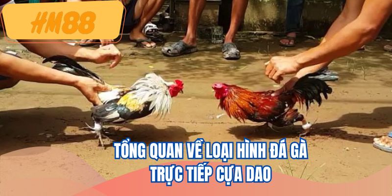 Tổng quan về loại hình đá gà trực tiếp cựa dao