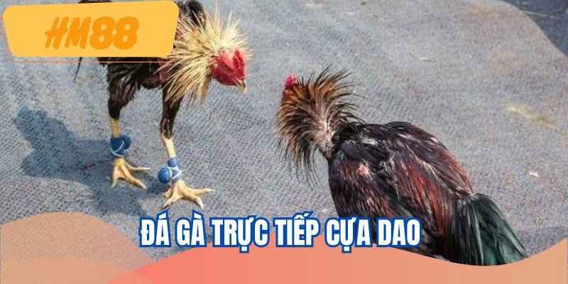 da-ga-truc-tiep-cua-dao