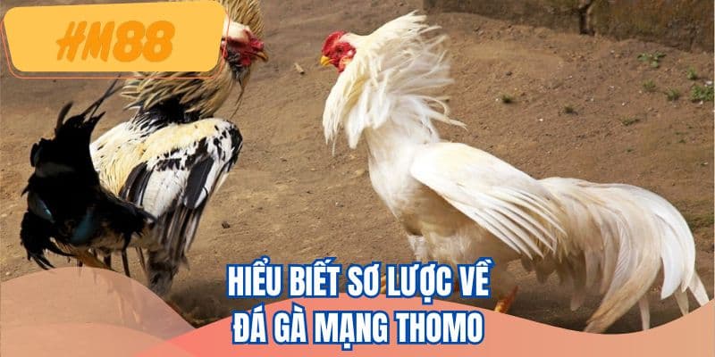 Hiểu biết sơ lược về đá gà mạng Thomo