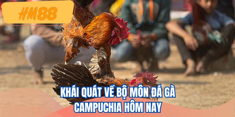Khái quát về bộ môn đá gà Campuchia hôm nay