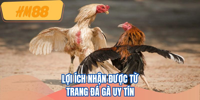 Lợi ích nhận được từ trang đá gà uy tín