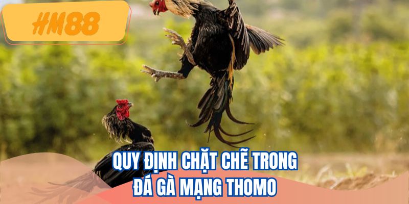 Quy định chặt chẽ trong đá gà mạng Thomo