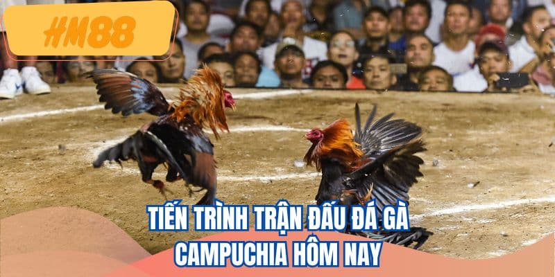 Tiến trình trận đấu đá gà Campuchia hôm nay