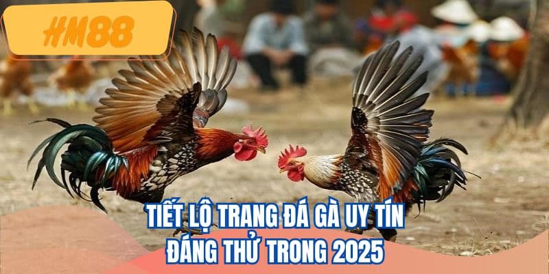 Tiết lộ trang đá gà uy tín đáng thử trong 2025