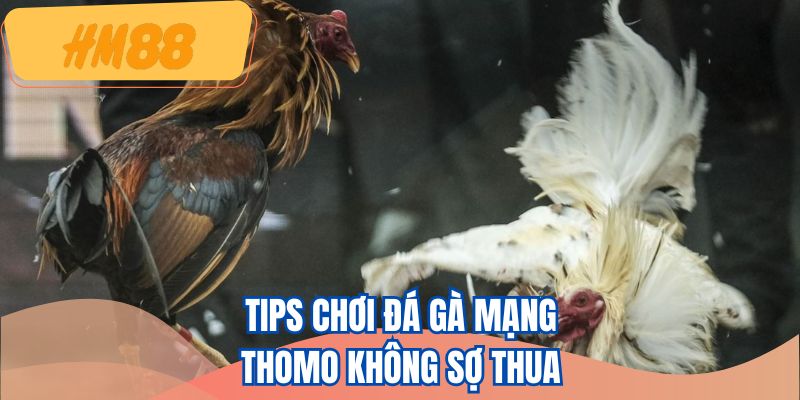 Tips chơi đá gà mạng Thomo không sợ thua
