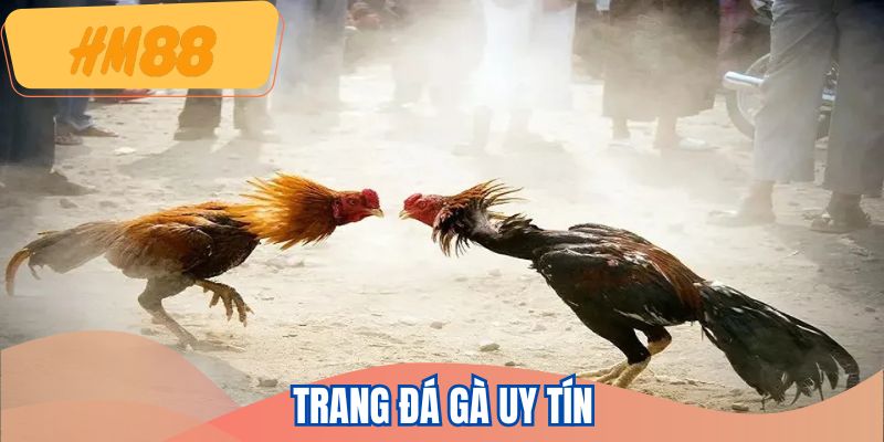 trang-da-ga-uy-tin