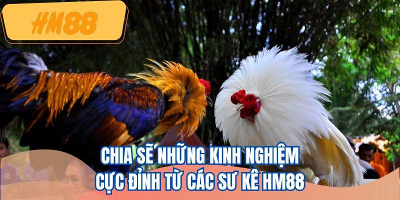 Bí quyết theo dõi chiến kê để nắm rõ thông tin trận đấu