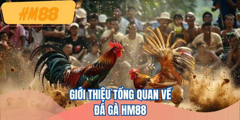Khái quát một vài điều độc đáo về đá gà HM88